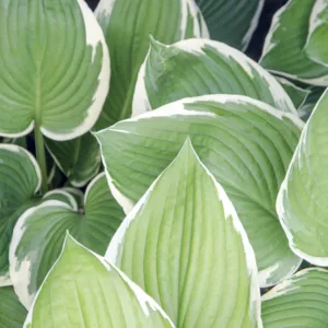 Hosta Patriot, Variegated Plantain lily, Plantain Lily 'Patriot', Shade perennials, Plants for shade