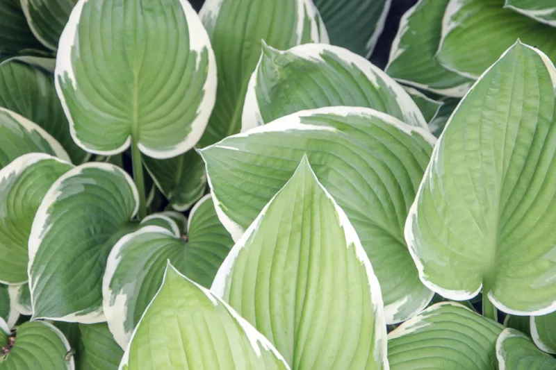 Hosta Patriot, Variegated Plantain lily, Plantain Lily 'Patriot', Shade perennials, Plants for shade