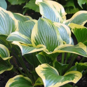 Hosta Queen Josephine, Queen Josephine Hosta, Variegated Plantain lily, Plantain Lily Queen Josephine, Shade perennials, Plants for shade