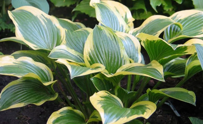 Hosta Queen Josephine, Queen Josephine Hosta, Variegated Plantain lily, Plantain Lily Queen Josephine, Shade perennials, Plants for shade