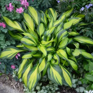 Hosta Rainbow's End, Variegated Plantain lily, Plantain Lily Rainbow's End, Shade perennials, Plants for shade