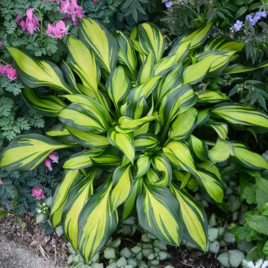 Hosta Rainbow's End, Variegated Plantain lily, Plantain Lily Rainbow's End, Shade perennials, Plants for shade