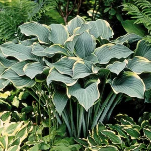 Hosta Regal Splendor, Plantain Lily Regal Splendor, Regal Splendor Hosta, Variegated Hosta, Shade perennials, Plants for shade