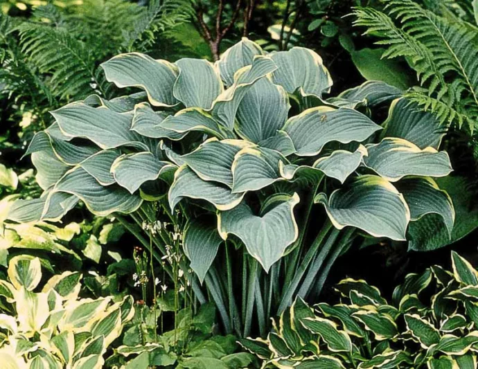 Hosta Regal Splendor, Plantain Lily Regal Splendor, Regal Splendor Hosta, Variegated Hosta, Shade perennials, Plants for shade