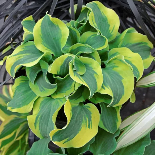Hosta School Mouse, Variegated Plantain lily, School Mouse Hosta, Plantain Lily School Mouse, Shade perennials, Plants for shade