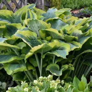 Hosta Seducer, Plantain Lily Seducer, Seducer Hosta', Variegated Hosta, Shade perennials, Plants for shade