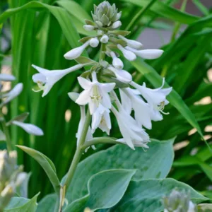 Hosta sieboldiana var. elegans, Giant Blue Hosta, Hosta Glauca, Hosta 'Blue Angel', Hosta sieboldiana 'Elegans', Shade perennials, Plants for shade