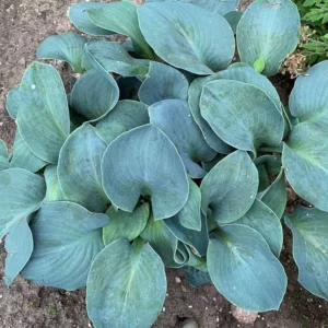 Hosta Silver Bullet, Silver Bullet Hosta, Plantain Lily 'Silver Bullet', Blue Hosta, Shade perennials, Plants for shade