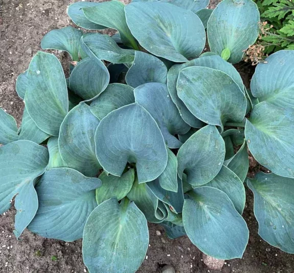 Hosta Silver Bullet, Silver Bullet Hosta, Plantain Lily 'Silver Bullet', Blue Hosta, Shade perennials, Plants for shade