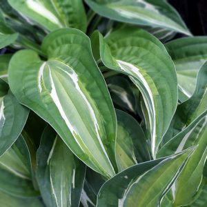 Hosta Snake Eyes, Snake Eyes Hosta, Variegated Plantain lily, Plantain Lily Snake Eyes, Shade perennials, Plants for shade