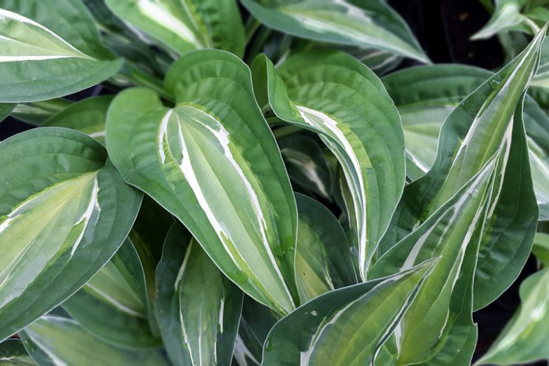 Hosta Snake Eyes, Snake Eyes Hosta, Variegated Plantain lily, Plantain Lily Snake Eyes, Shade perennials, Plants for shade
