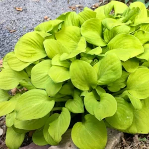 Hosta Sun Mouse, Golden Plantain lily, Golden Hosta, Yellow Hosta, Sun Mouse Hosta, Plantain Lily Sun Mouse, Shade perennials, Plants for shade