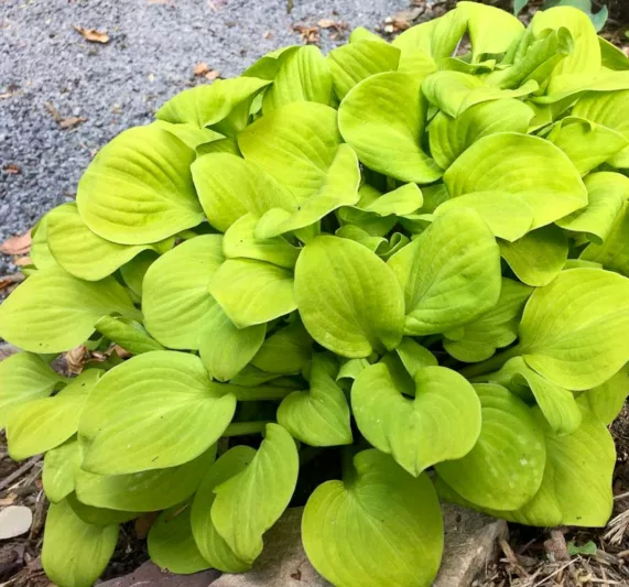 Hosta Sun Mouse, Golden Plantain lily, Golden Hosta, Yellow Hosta, Sun Mouse Hosta, Plantain Lily Sun Mouse, Shade perennials, Plants for shade