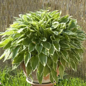 Hosta undulata var. albomarginata, Plantain Lily undulata var. albomarginata, Hosta 'Undulata Albomarginata' , Plantain Lily  'Undulata Albomarginata', Hosta 'Thomas Hogg', Hosta lancifolia 'Thomas Hogg', Variegated Hosta, Shade perennials, Plants for shade