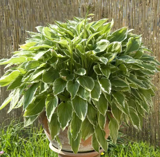 Hosta undulata var. albomarginata, Plantain Lily undulata var. albomarginata, Hosta 'Undulata Albomarginata' , Plantain Lily  'Undulata Albomarginata', Hosta 'Thomas Hogg', Hosta lancifolia 'Thomas Hogg', Variegated Hosta, Shade perennials, Plants for shade