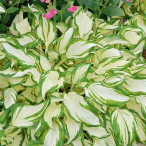 Hosta undulata var. undulata,  Wavy Plantain Lily, Hosta 'Argentea Variegata', Hosta 'Cream Delight', Hosta 'Mediovariegata', Hosta 'Variegata', Variegated Plantain lily, Shade perennials, Plants for shade