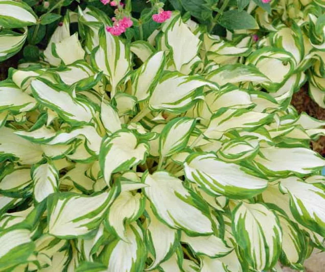 Hosta undulata var. undulata,  Wavy Plantain Lily, Hosta 'Argentea Variegata', Hosta 'Cream Delight', Hosta 'Mediovariegata', Hosta 'Variegata', Variegated Plantain lily, Shade perennials, Plants for shade