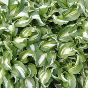 Hosta 'Undulata', Wavy Plantain Lily, Variegated Wavy Plantain Lily, Shade perennials, Plants for shade, Hosta Undulata var. Albomarginata, Hosta Undulata var. Erromena,Hosta Undulata var. Undulata, Hosta Undulata var. Univittata