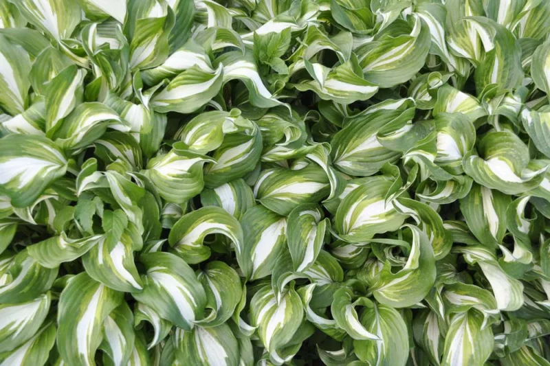 Hosta 'Undulata', Wavy Plantain Lily, Variegated Wavy Plantain Lily, Shade perennials, Plants for shade, Hosta Undulata var. Albomarginata, Hosta Undulata var. Erromena,Hosta Undulata var. Undulata, Hosta Undulata var. Univittata