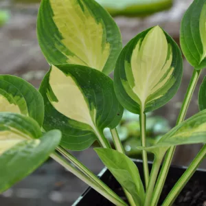 Hosta Warwick Comet, Warwick Comet Hosta, Variegated Plantain lily, Plantain Lily Warwick Comet, Shade perennials, Plants for shade