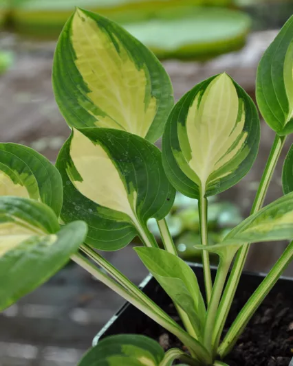 Hosta Warwick Comet, Warwick Comet Hosta, Variegated Plantain lily, Plantain Lily Warwick Comet, Shade perennials, Plants for shade
