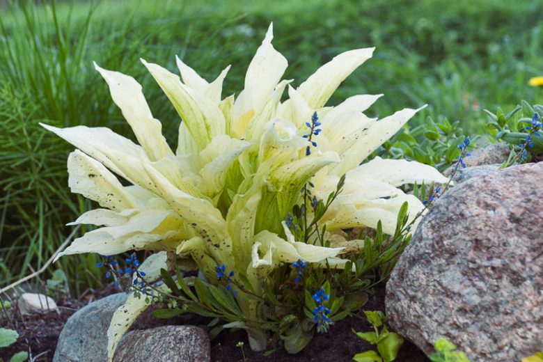 Hosta White Feather, White Feather Hosta, White Hosta, White Plantain lily, Plantain Lily White Feather, Shade perennials, Plants for shade