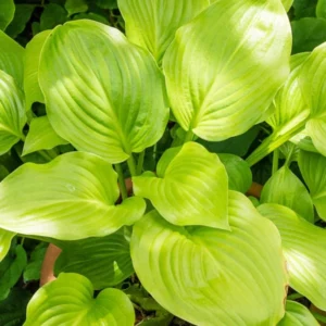 Hostas, Plantain Lilies, Warm climates Hostas, Hostas for Warm Climates, Hostas for the South, Hosta for the us South