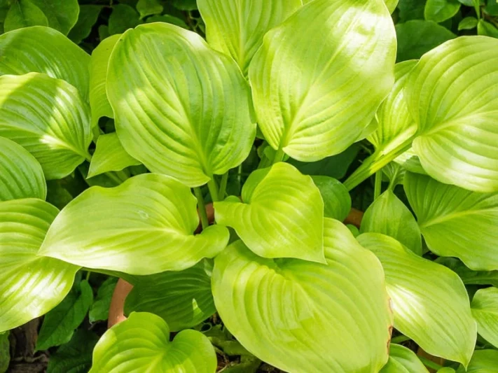 Hostas, Plantain Lilies, Warm climates Hostas, Hostas for Warm Climates, Hostas for the South, Hosta for the us South