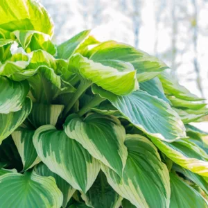Hostas, Plantain Lilies, Sun Hostas, Sunl Plantain Lilies, Hosta for Sun, Palntain Liliyes for Sun