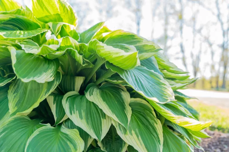 Hostas, Plantain Lilies, Sun Hostas, Sunl Plantain Lilies, Hosta for Sun, Palntain Liliyes for Sun