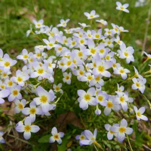 Houstonia caerulea, Azure Bluet, Quaker Ladies, Bluets, Hedyotis caerulea, Blue flowers, Drought tolerant plants, Blue Ground Covers