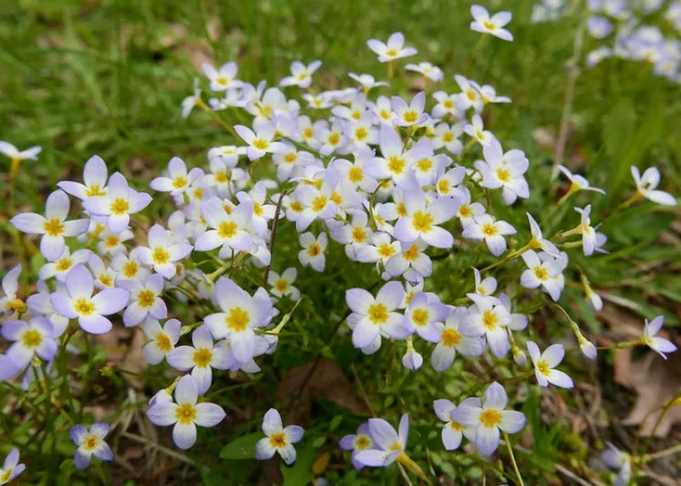 Houstonia caerulea, Azure Bluet, Quaker Ladies, Bluets, Hedyotis caerulea, Blue flowers, Drought tolerant plants, Blue Ground Covers