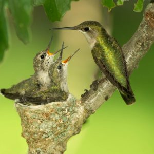 Ruby-throated Hummingbird, Anna's Hummingbird, Black-chinned Hummingbird, Rufous-tailed Hummingbird, Violet-crowned Hummingbird, Long-tailed Sylph, Sword-billed Hummingbird, Bee Hummingbird, Giant Hummingbird