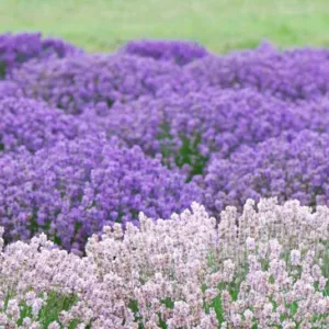 Lavender guide, English Lavender, Spanish lavender, French Lavender, Common lavender, True Lavender, lavandula angustifolia, lavandula stoechas, lavandula x intermedia, How to select lavender, How to choose lavender