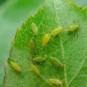 Aphids, Greenfly, Blackfly, Family Aphidoidea