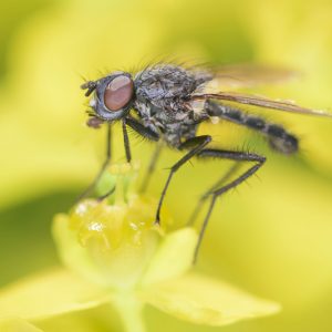 Cabbage Maggot, Cabbage Fly, Cabbage Root Fly, Root Fly, Turnip Fly, Delia radicum, Getting Rid of Cabbage Maggot, Vegetable Garden