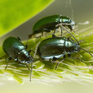 Flea Beetles, Flea Beetle, Getting Rid of Flea Beetles, Vegetable Garden