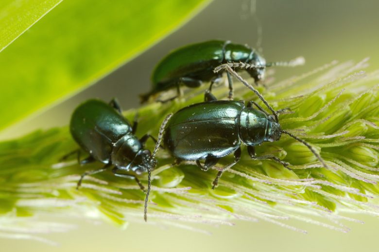 Flea Beetles, Flea Beetle, Getting Rid of Flea Beetles, Vegetable Garden