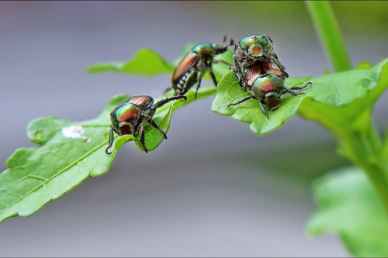 Japanese Beetles, Japanese Beetle, Getting Rid of Japanese Beetles, Vegetable Garden