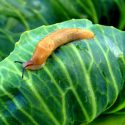Slug, Slugs, Getting Rid of Slugs, Vegetable Garden