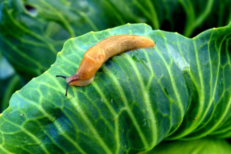 Slug, Slugs, Getting Rid of Slugs, Vegetable Garden
