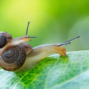 Snail, Snails, Getting Rid of Snails, Vegetable Garden