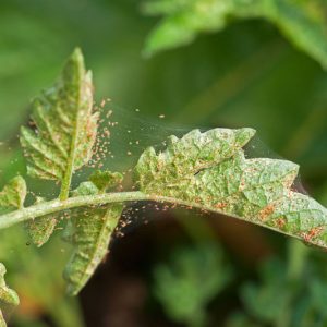 Spider Mites, Spider Mite, Getting Rid of Spider Mites, Vegetable Garden, Indoor Plants, Houseplants