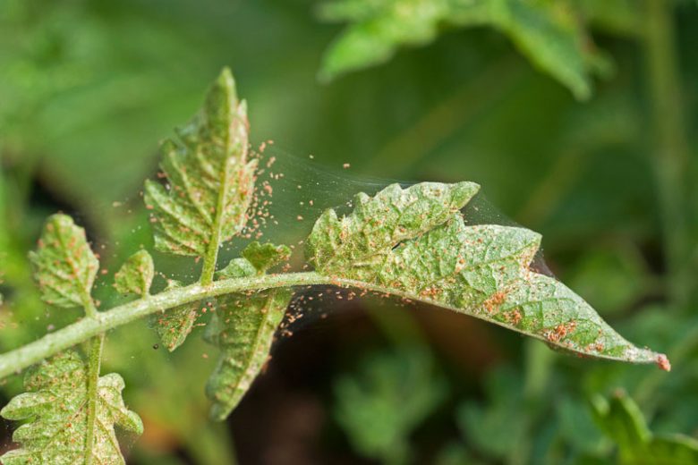 Spider Mites, Spider Mite, Getting Rid of Spider Mites, Vegetable Garden, Indoor Plants, Houseplants