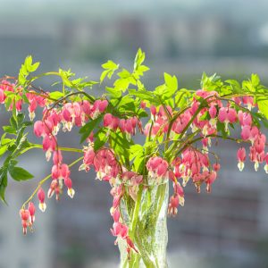 Bleeding Heart flower, Bleeding Heart, Bleeding Heart Plant, Dicentra spectabilis, Dicentra cucullaria, Dicentra eximia, Dicentra formosa, Dicentra canadensis, Lamprocapnos spectabilis, Dutch