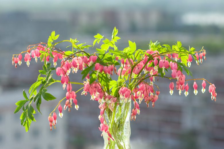 Bleeding Heart flower, Bleeding Heart, Bleeding Heart Plant, Dicentra spectabilis, Dicentra cucullaria, Dicentra eximia, Dicentra formosa, Dicentra canadensis, Lamprocapnos spectabilis, Dutch