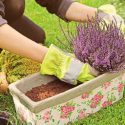 Heath growing information, Heather growing information, How to grow Heather, Heather care, Heath care, Erica carnea, erica darleyensis, calluna vulgaris, Winter heath