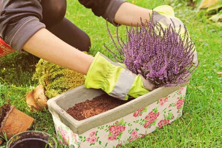 Heath growing information, Heather growing information, How to grow Heather, Heather care, Heath care, Erica carnea, erica darleyensis, calluna vulgaris, Winter heath