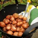 Bulbs planting depth, bulbs, how to plant bulbs, How deep to plant bulbs