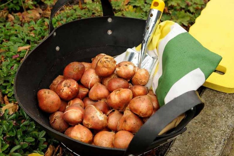Bulbs planting depth, bulbs, how to plant bulbs, How deep to plant bulbs